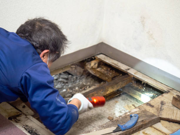 Reliable Arcata, CA Mold Removal Solutions