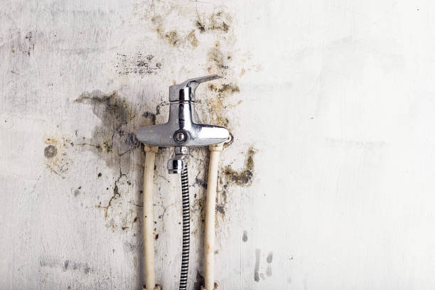 Best Mold Inspection  in Arta, CA