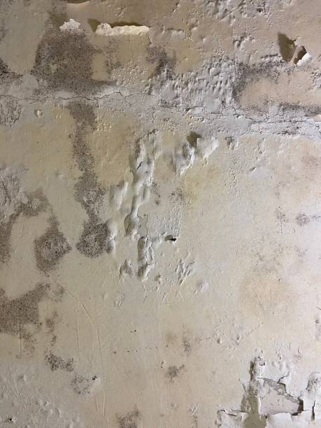 Best Certified Mold Removal  in Arta, CA